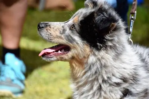 Šteniatko austrálskeho ovčiaka a sibírskeho huskyho