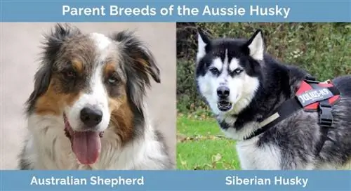 Races parentales de l'Aussie Husky