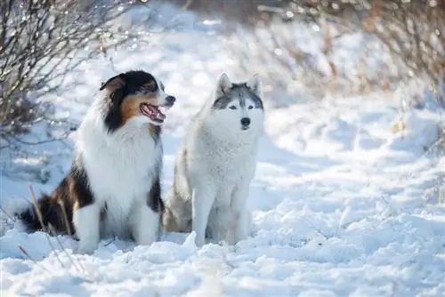 Siberian Husky thiab Australian Shepherd