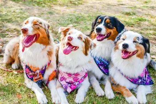 Australian Shepherd at Siberian Husky