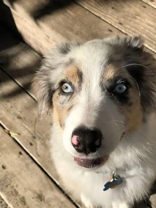 Australian Shepherd at Siberian Husky