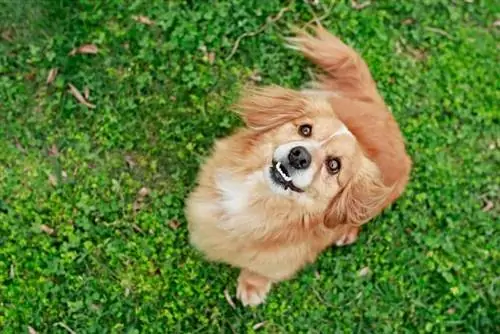 Pom Terrier (Pomeranian & Toy Fox Terrier Mix): Məlumat, Şəkillər, Xüsusiyyətlər & Faktlar