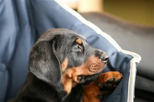 Rotterman (Rottweiler & Doberman Pinscher Mix): Məlumat, Şəkillər, Xüsusiyyətlər & Faktlar