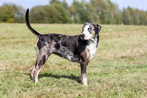 Cane segugio leopardo americano