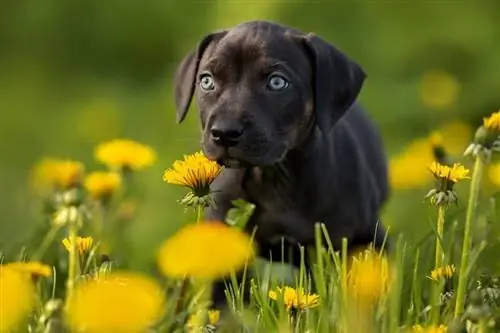 Çiçəklərdə olan Amerika Leopard Hound balası