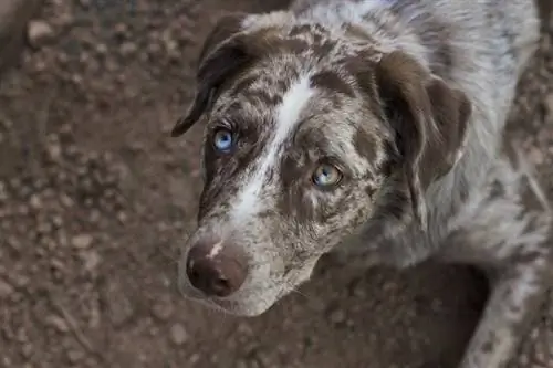 close-up hond