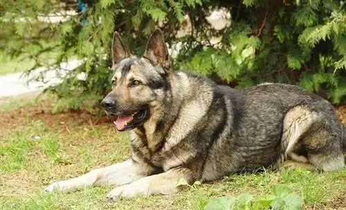 Native American German Shepherd