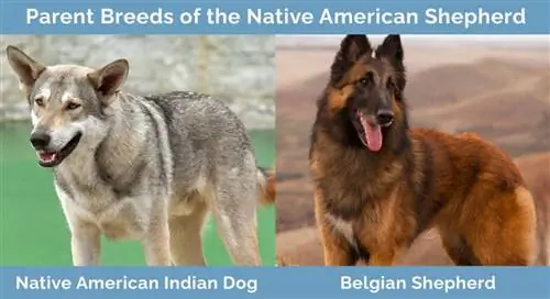 Cov niam txiv yug ntawm Native American Shepherd