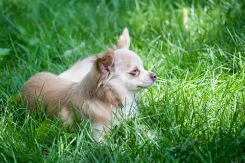 Chion (Chihuahua & Papillon Mix): Info, bilder, egenskaper & Fakta