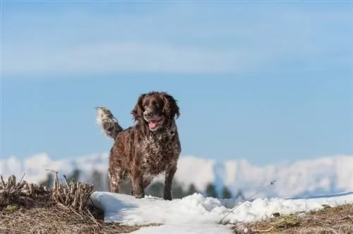 spaniel ya kijerumani