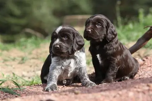 cuccioli di cane quaglia tedesco