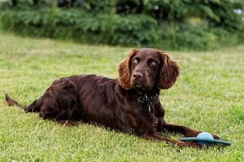 Vācu spaniels uz zaļas zāles