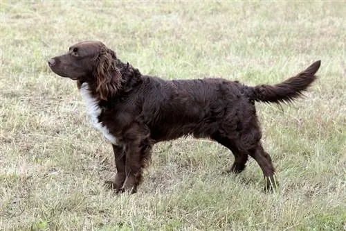 Tipisks vācu spaniels pavasara dārzā