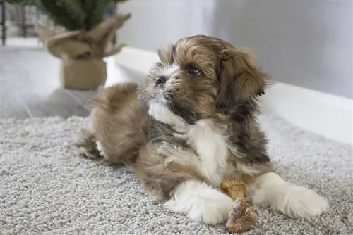 Cava-Tzu (King Charles Spaniel & Shih-Tzu-mengsel): inligting, prente, kenmerke & Feite