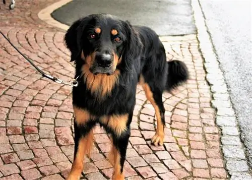 Rottle (pudel & Rottweiler Mix): Info, bilder, egenskaper & Fakta