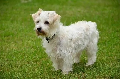 White Jack a poo brincando do lado de fora_Nicole C Fox_shutterstock