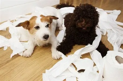 Travessura de cachorro. Jack russell e cachorro poodle_smrm1977_shutterstock