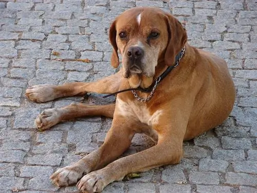 PortuguesePointer