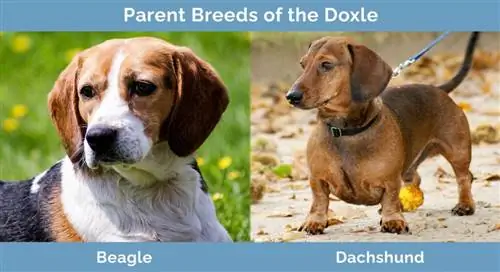 Parent Breeds of the Doxle