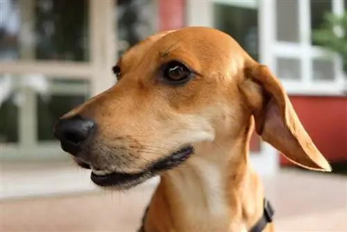 Beagle & Dachshund Mix (Doxle): Məlumat, Şəkillər, Xüsusiyyətlər & Faktlar