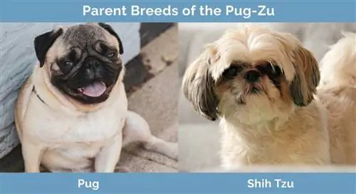 Uzazi wa Wazazi wa Pug-Zu