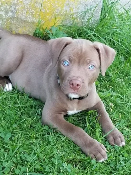 Pitsky puppy