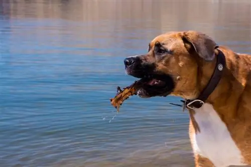 Saint Dane (Saint Bernard & Tanskan dogi: tiedot, kuvat, ominaisuudet & faktaa