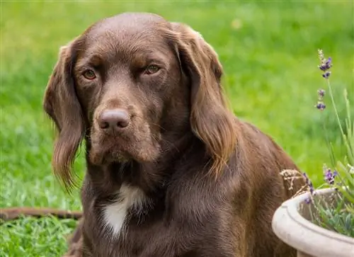 Labrador de chocolate