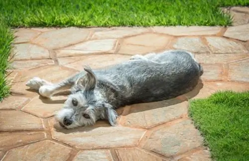 Mauzer (Miniature Schnauzer & M altese Mix): Info, Foto, Karakteristika & Fakte