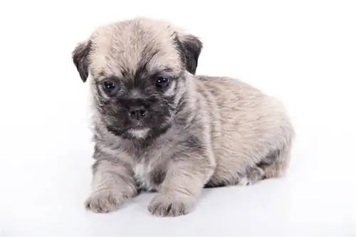 M alti-Pug (M alta & Pug Mix): Məlumat, Şəkillər, Faktlar