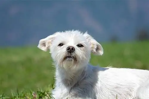 Havam alt m altesisk Havanese hund närbild