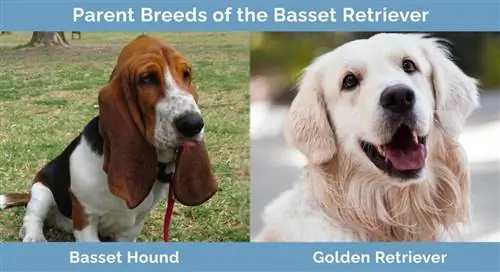 Ouerrasse van die Basset Retriever