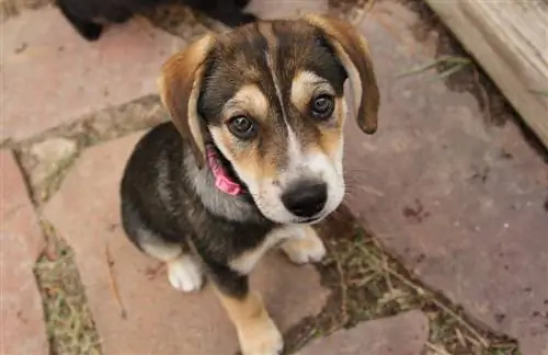 Beaski (Beagle & Siberian Husky Mix): teave, pildid, faktid