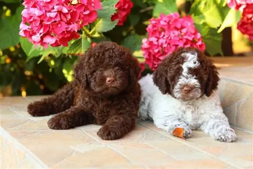 lagotto romagnolo veislės šuniukai