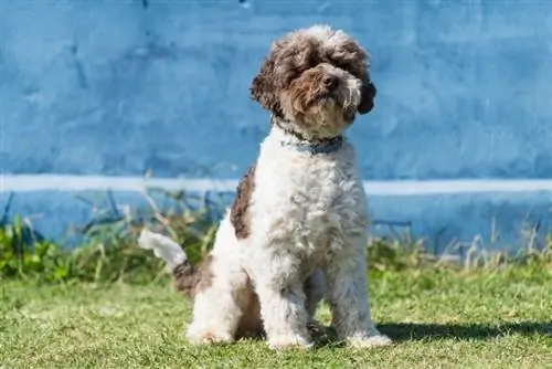 Lagotto Romagnolo: Aub Cov Lus Qhia, Duab & Qhov Tseeb