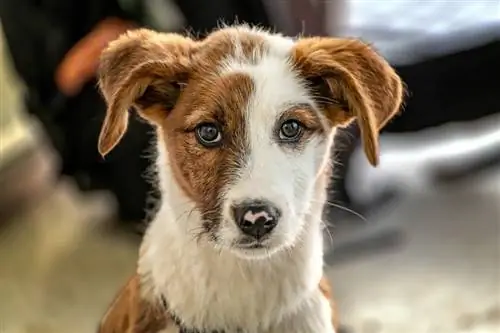 Jackshund (Jack Russell Terrier & Dachshund Mix): informații, imagini, fapte