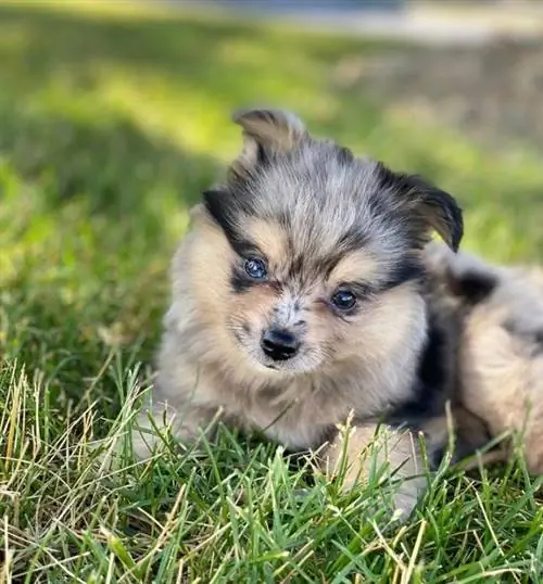 anak anjing aussiepom