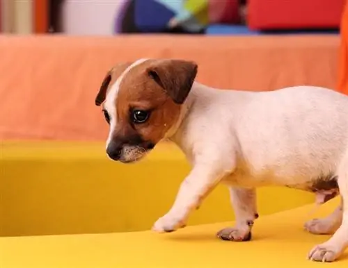 American Bulldog & Jack Russell Terrier Mix