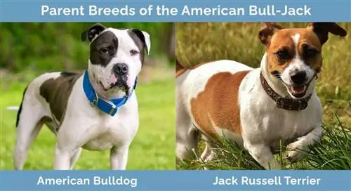 Ouderrassen van de American Bull Jack