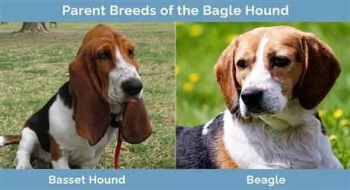 พ่อแม่พันธุ์ของ Bagle Hound