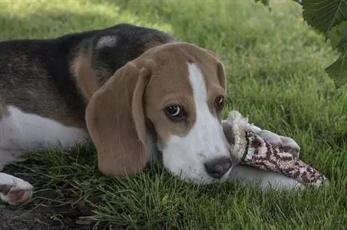 beagle a l'aire lliure