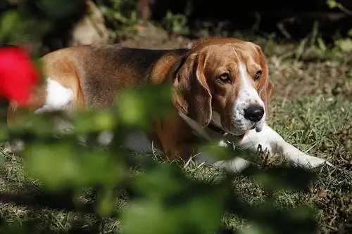 Bagle Hound (Basset Hound & Beagle Mix): Maklumat, Gambar, Fakta