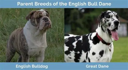 พ่อแม่พันธุ์ของ English Bull Dane