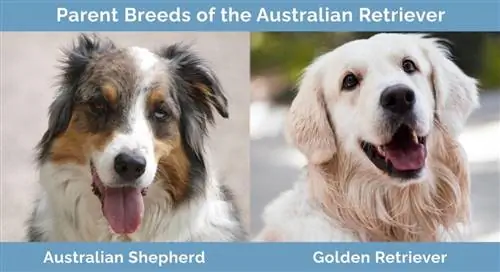 Γονικές φυλές του Australian Retriever