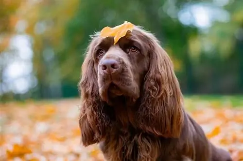 Saseksas spaniels