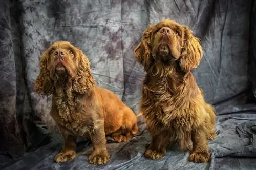 Sussex Spaniel күчүктөрү