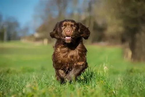 Cățeluș Sussex Spaniel