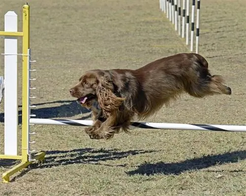 Pagsasanay sa Sussex Spaniel