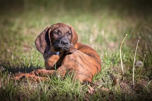 Chú chó con Hanoverian Scenthound cuộn tròn trên cỏ