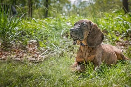 Cucciolo di Hannover Scenthound in ambiente esterno